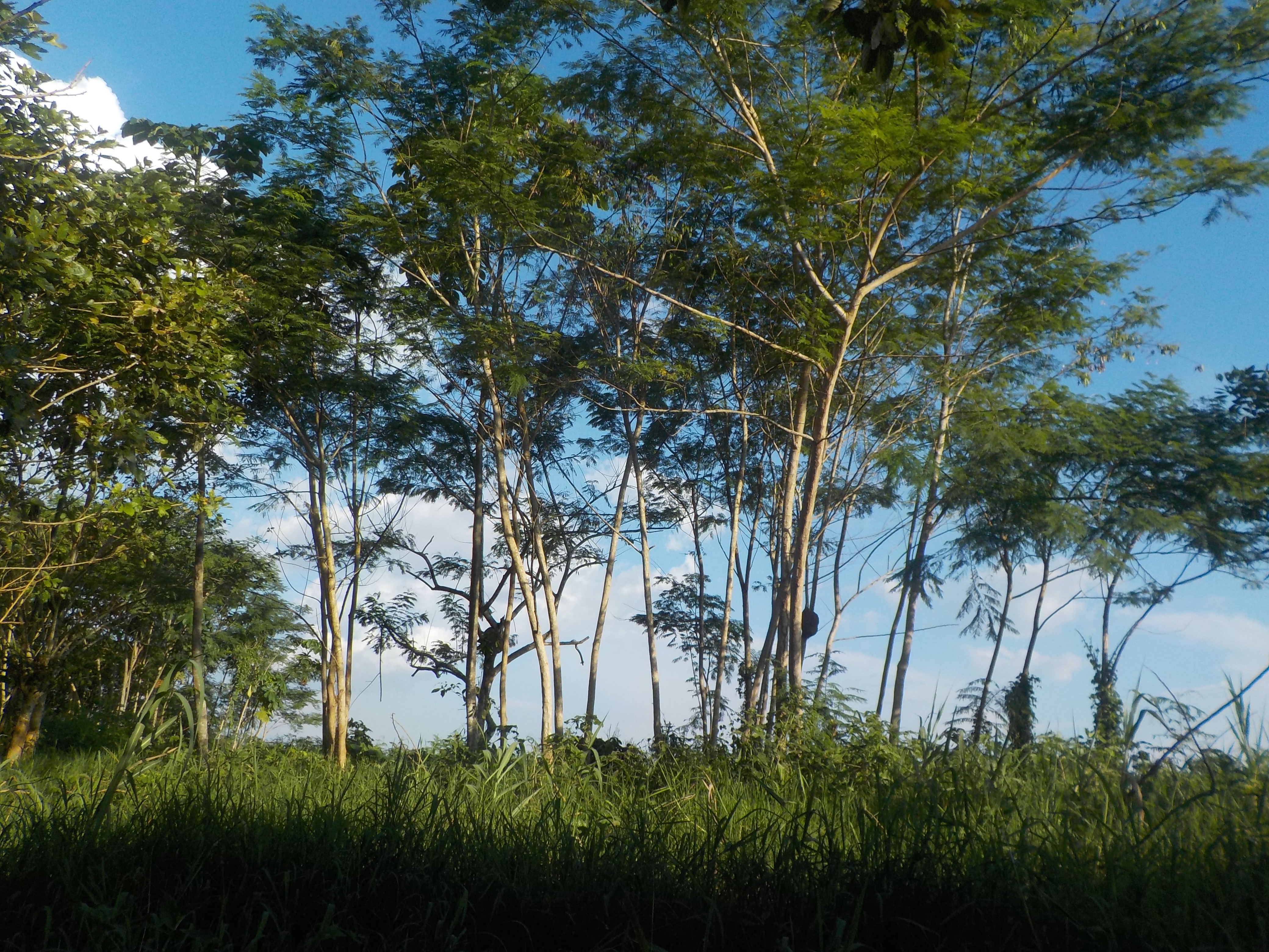 Nariño. Amazon Rainforest