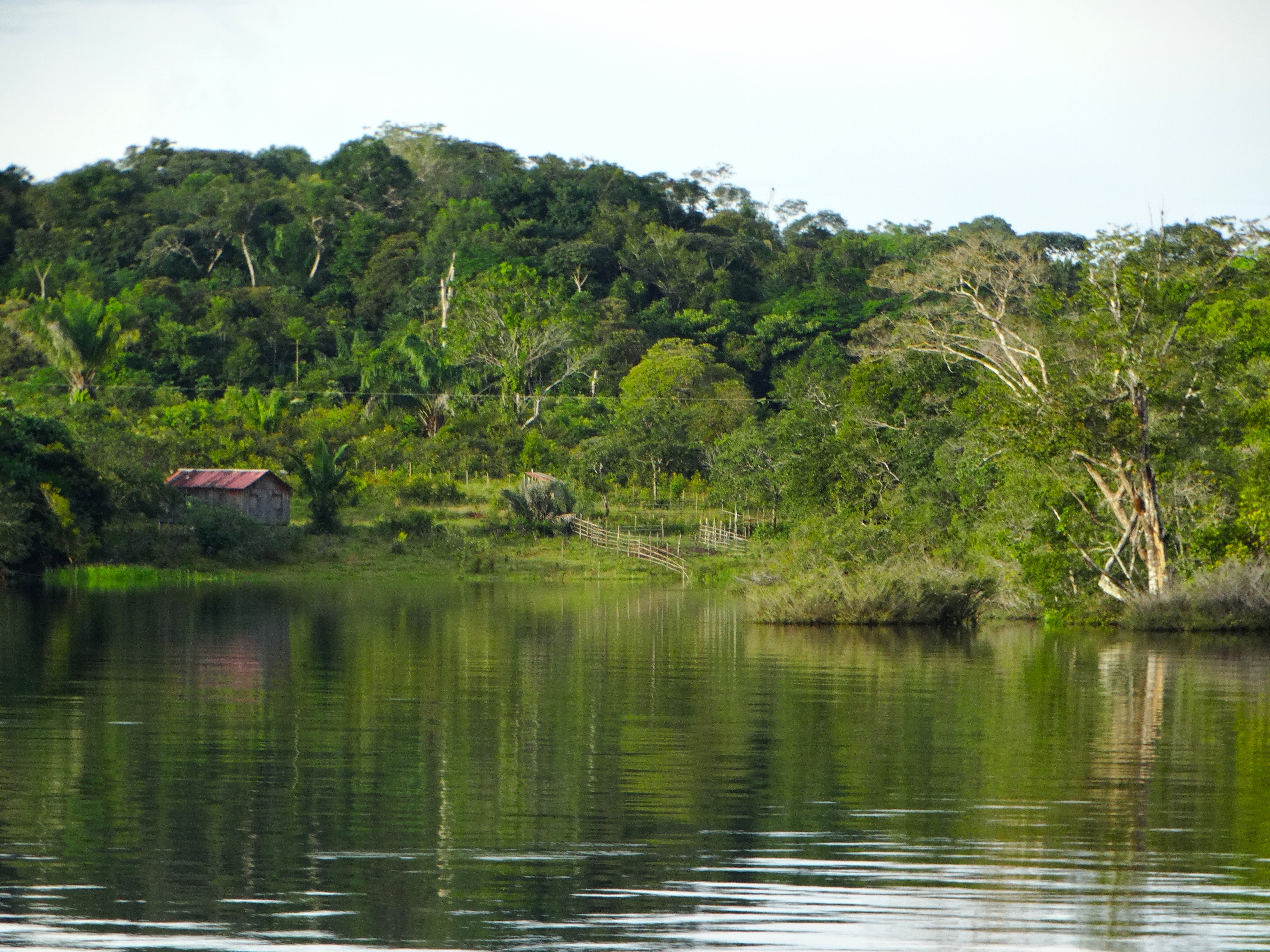 Amazon Forest