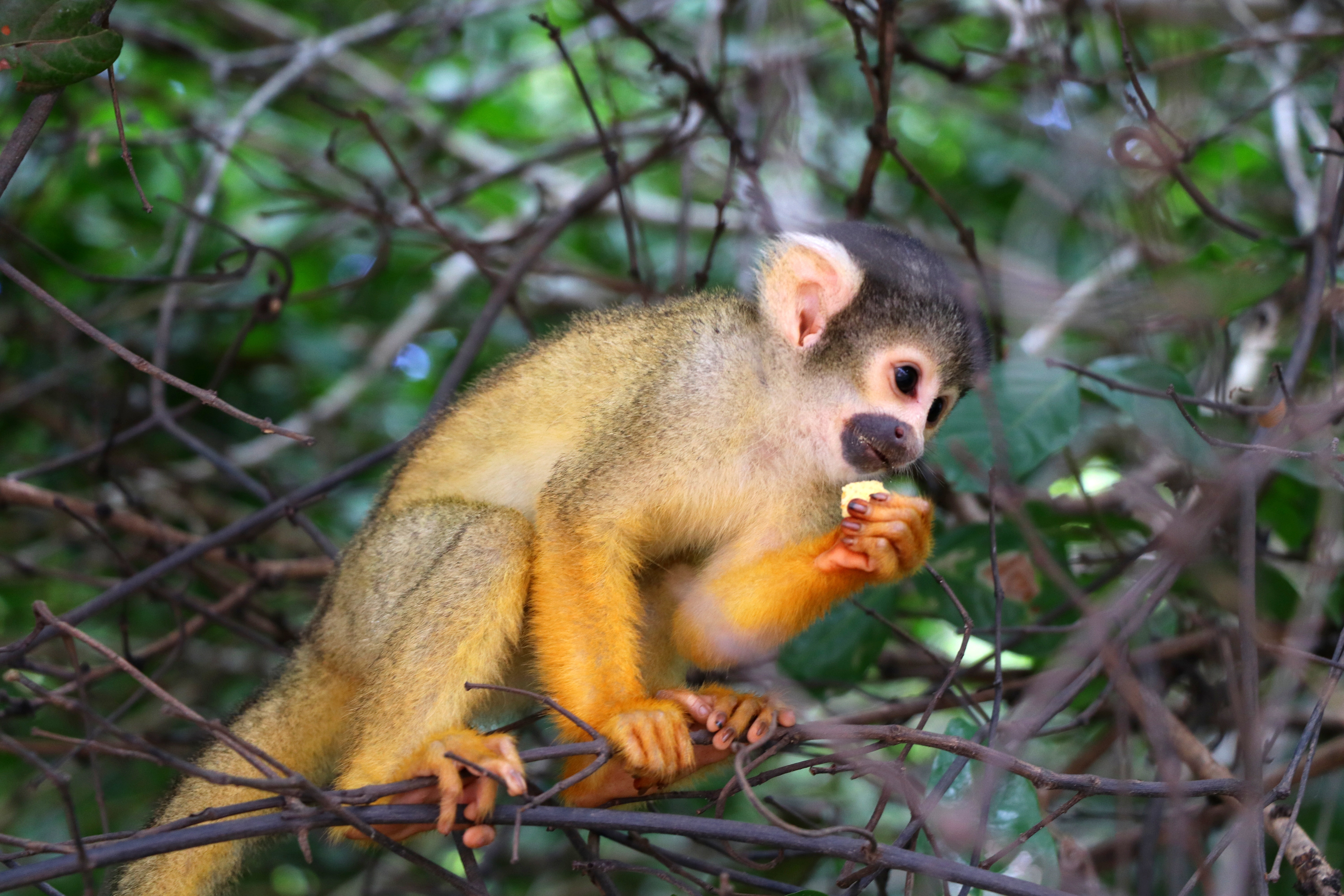 Monkey in Amazon Rainforest