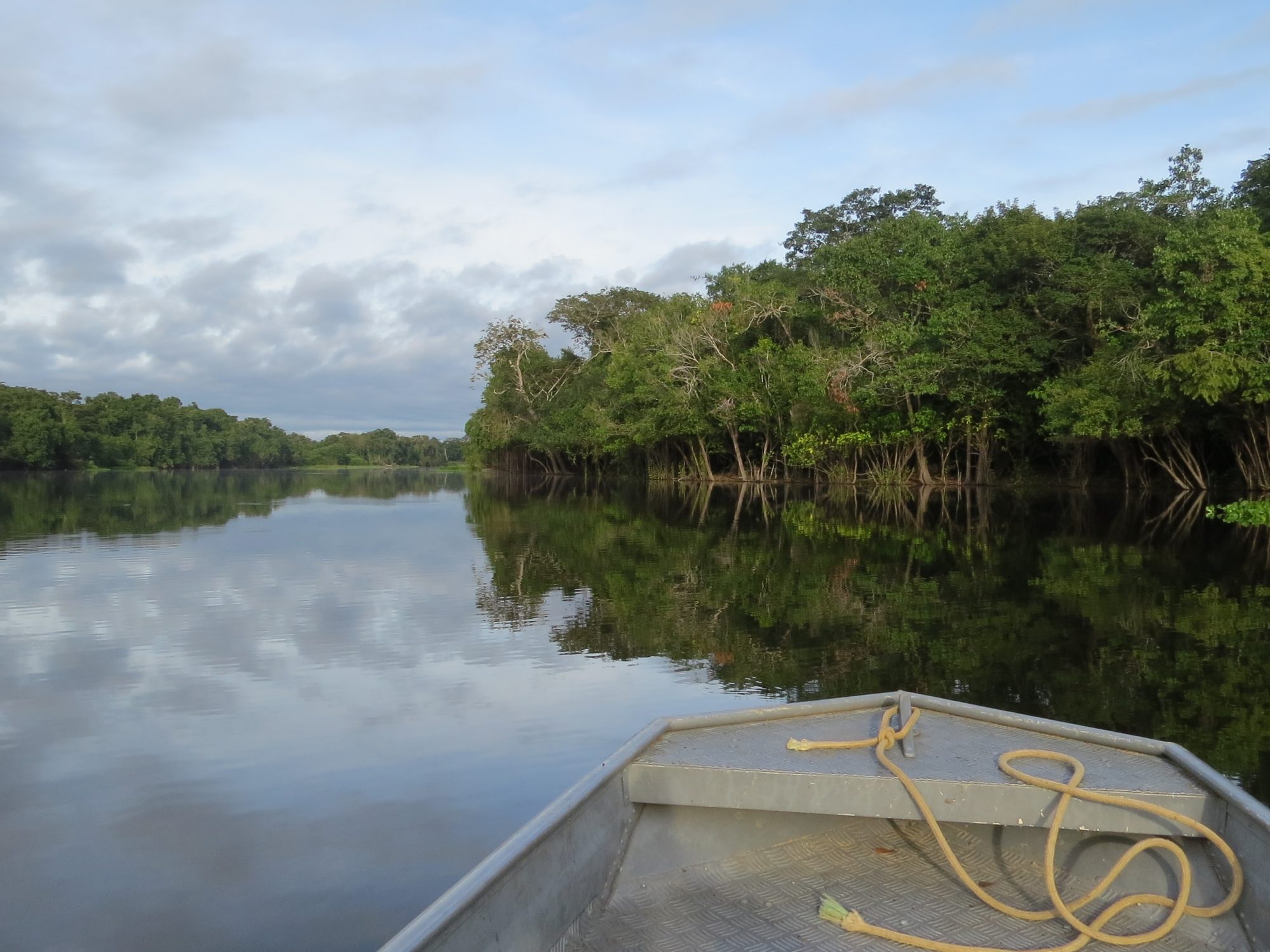 Rio Guaporé. Amazon Forest